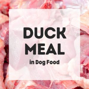 Image showcasing Duck Meal in Dog Food - Dog Nutrition DB