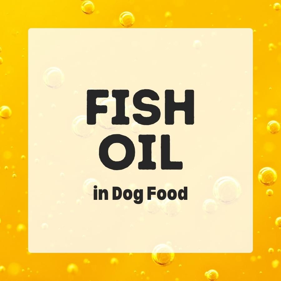 fish oil in dog food 900x900 1