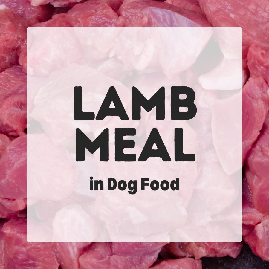 lamb meal in dog food 900x900 1