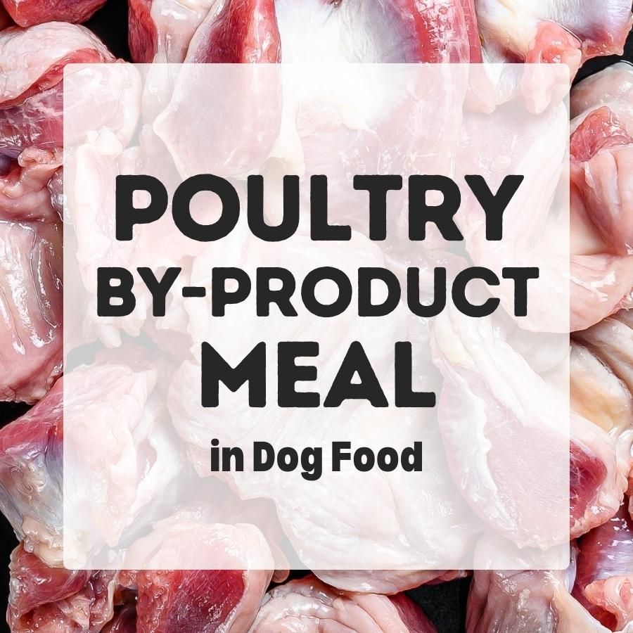 poultry by product meal in dog food 900x900 1