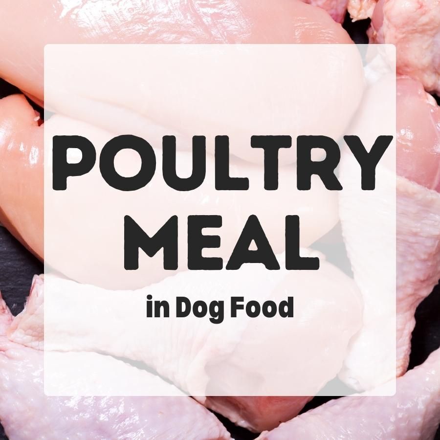 poultry meal in dog food 900x900 1