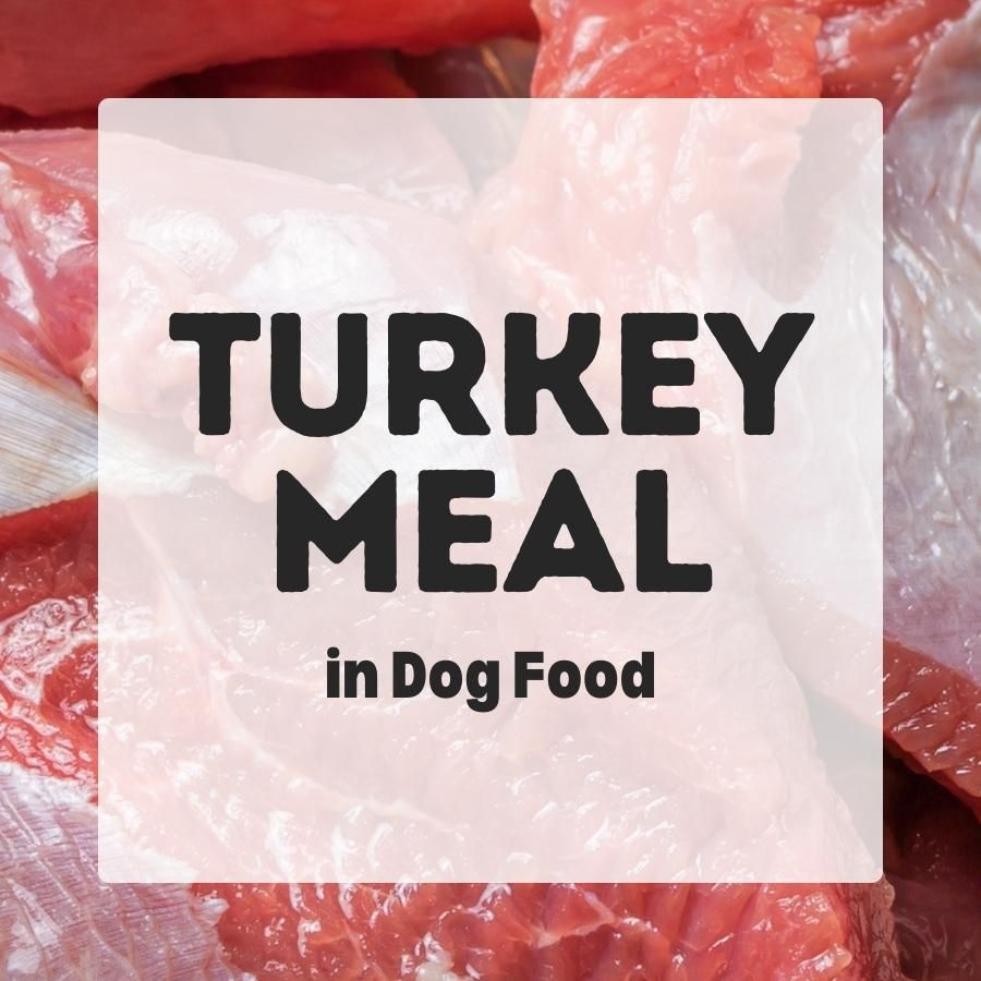 turkey meal in dog food 900x900 1