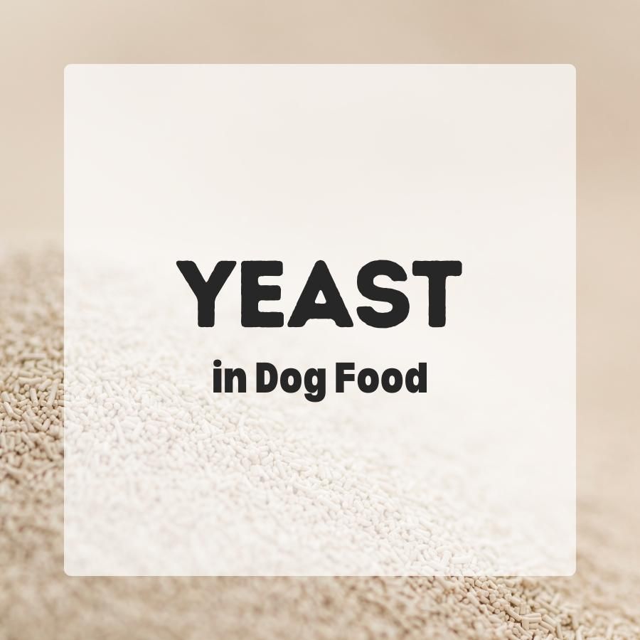 yeast in dog